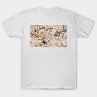 Aporia Crataegi Butterflies T-Shirt